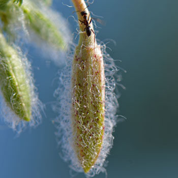 Nodding bud; Oenothera californica, California Suncup